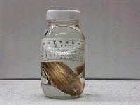 藏品(花石鱸)的圖片